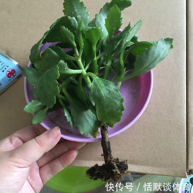 危险期|立秋后,6种花进入“危险期”,当心“黑腐”找上门