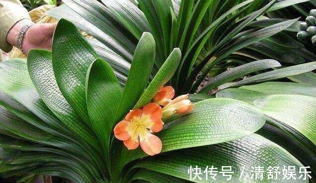 君子兰叶子长斑怎么办,找准原因快速解决君子兰叶斑问题