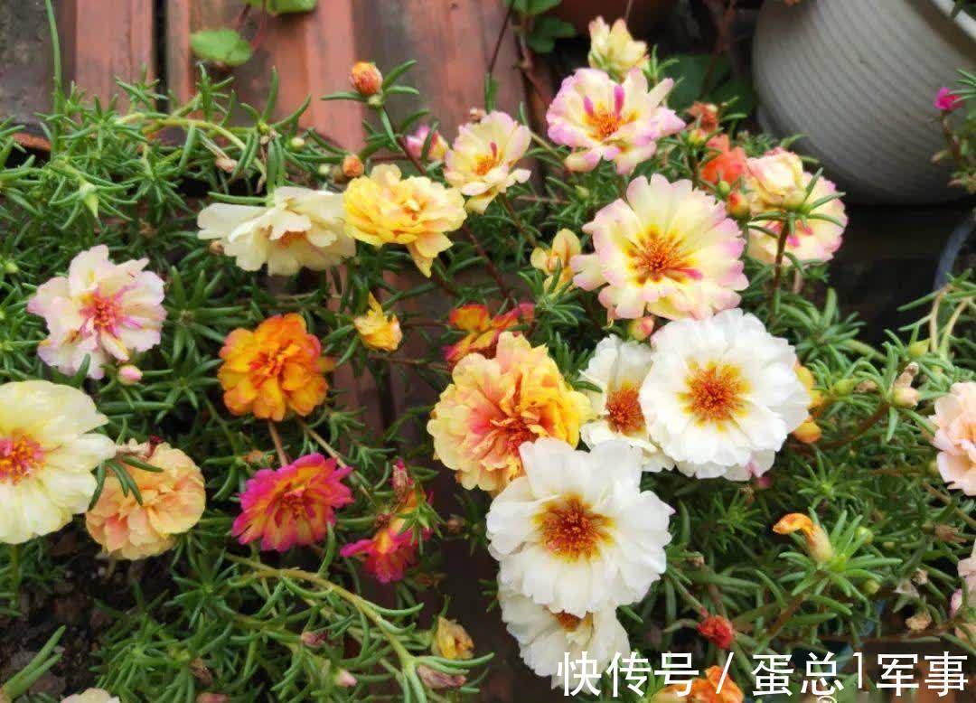 成活率|八九月份，适合扦插“7种花”，成活率高