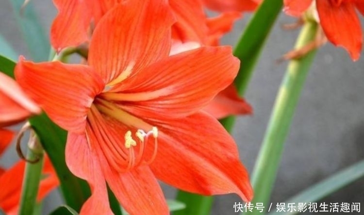 此种花卉，比牡丹还漂亮，比绿萝还好养，花开爆盆美如花画