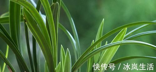 花盆|五种浇水方法，家里没人也不怕很好用的回家试试