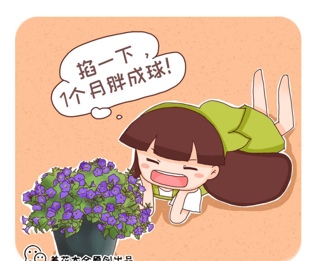 球菊球菊|花朵中的“爆花机器”,初秋正是生长旺季,越“掐”花越多