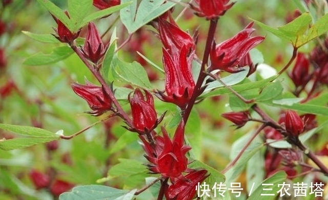 栽培|洛神花怎么养开花多?教你几个小妙招,花开美丽长势旺,美极了!