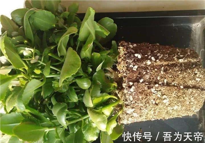 花盆|长寿花有“4喜3怕”，避开小坑，快速开花一大片，太省心了