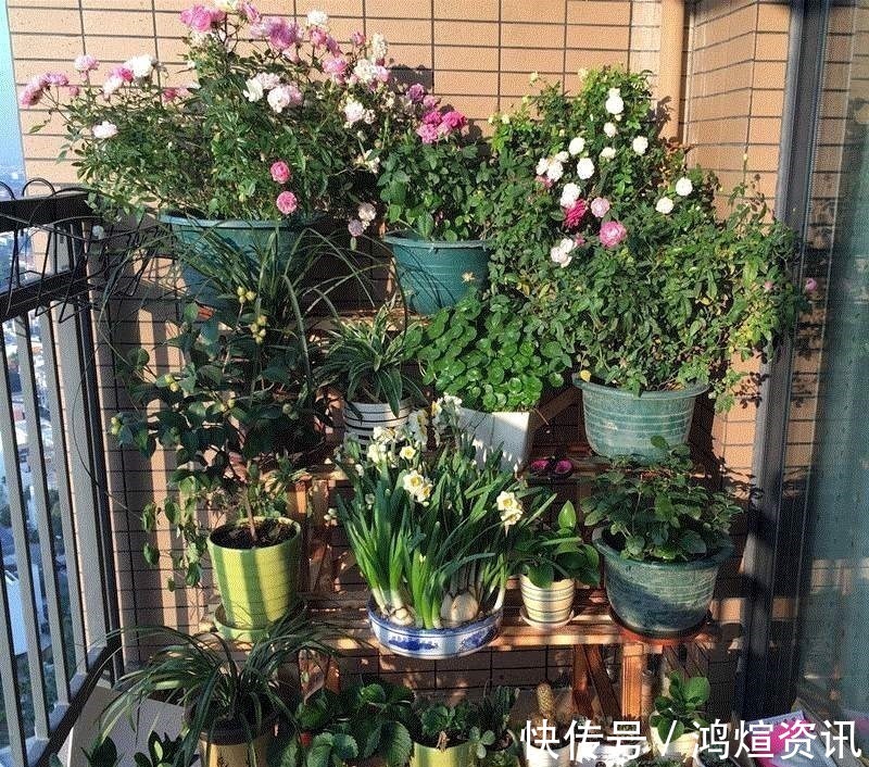 垃圾桶旁边一堆快死的花,到底该不该捡悄悄拎回家赚大发了