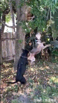 |搞笑GIF:妹子,身材果然不一般,这身衣服不是谁随便就能驾驭的!