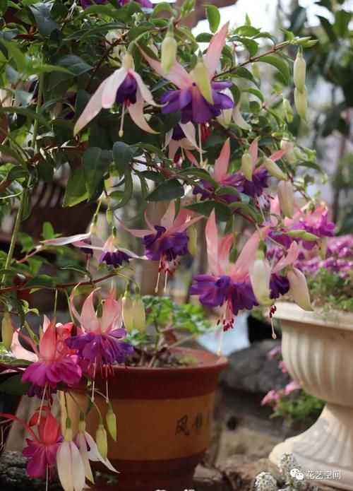 光照|“最累”的8种花,花开连续几个月,一次开花几百朵!