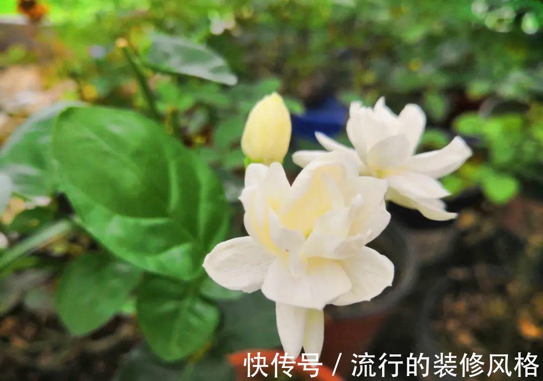 黄叶|养花“黑名单”实在太难养，心累