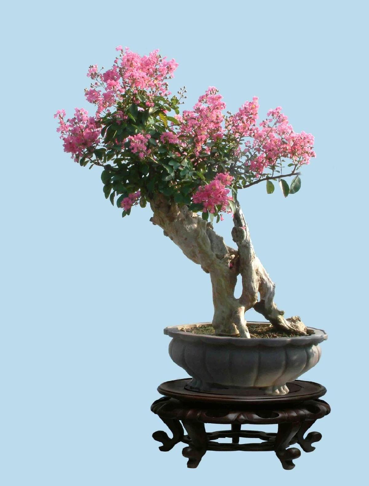 紫薇树|路边的紫薇花,种盆里变老桩盆景,价值太珍贵!