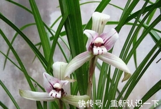 花生壳|秋季给兰花“喂点花生壳”，闷熟发酵，营养高，兰花开花爆满盆
