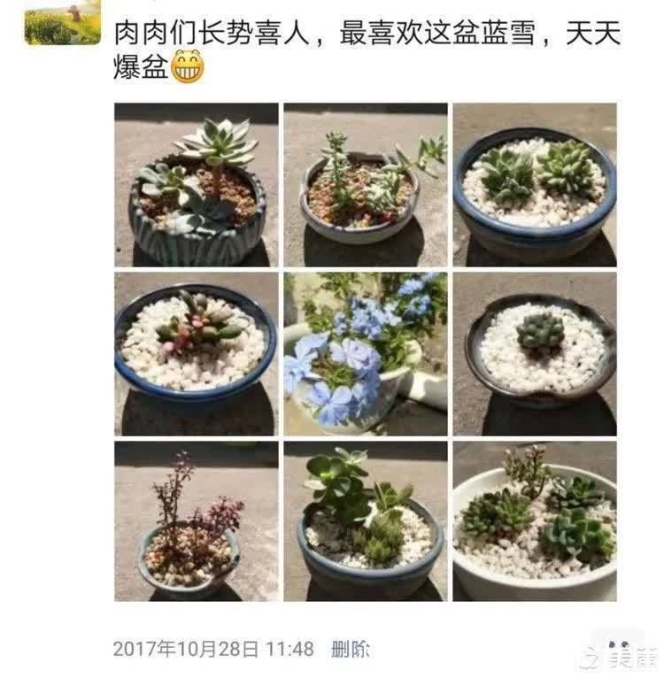 懵懵懂懂入肉坑,跌跌撞撞养多肉