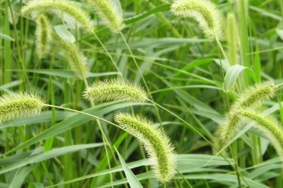 农村常见的狗尾巴草,拿来泡水喝竟有这么多功效,后悔才知道