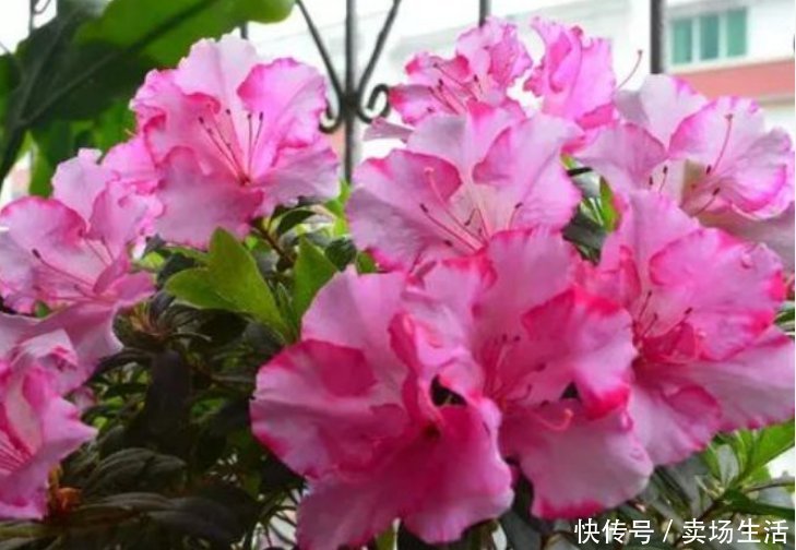 烂根|夏天了，3种水不能浇花，浇错了，黄叶又烂根，只剩盆