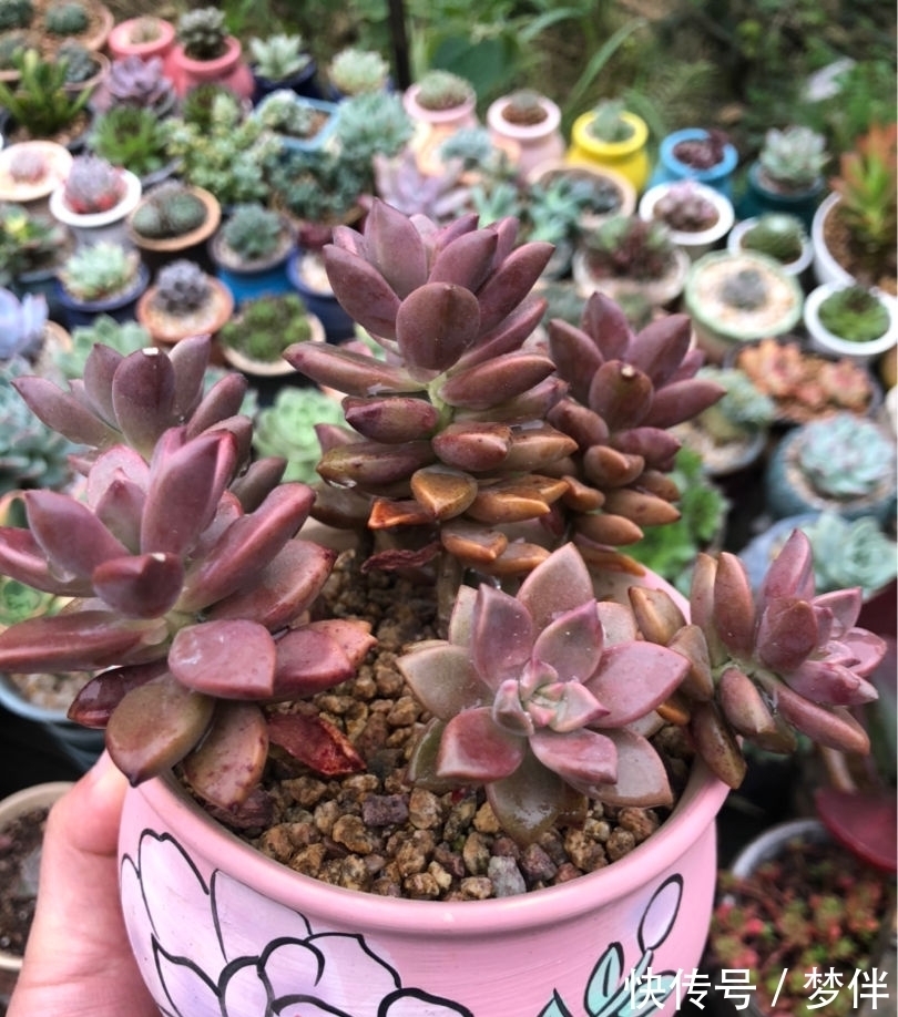 姬胧月掰个叶子,直接平放在土上,一周就生根