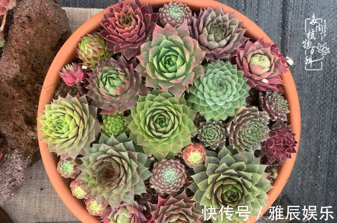 框子|这多肉拼盘这么仙!如何制作达人手把手教你制作长生草拼盘!