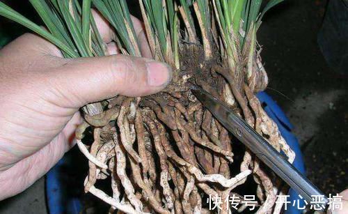 花盆里出现“这东西”,马上换盆吧,不然“离烂根”不远了