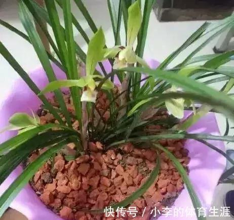 兰花|盆栽兰花，只要抓住它的“把柄”,开花不再是难事