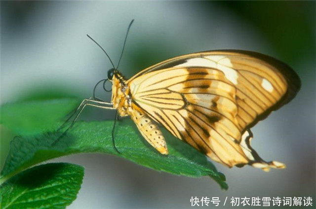  惊蛰节气春雷美诗6首：春雷一声发，惊燕亦惊蛇