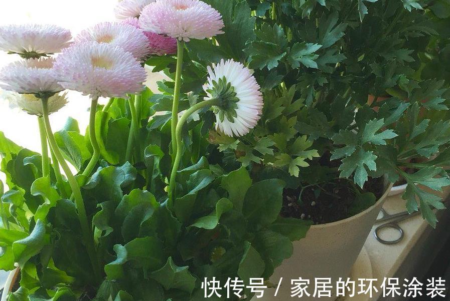 浇花|一把黄豆、一些果皮,囤上2个月,制成万能水肥,养花赚大了