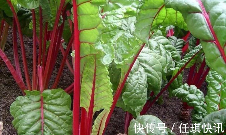 减脂瘦身|女性不想显老,常吃四种食物,美容养颜,减脂瘦身,改善身体