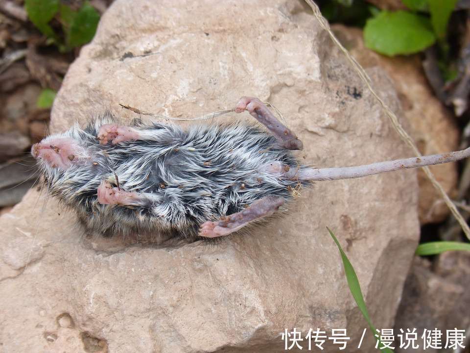 病死率|西安出现多例出血热患者:出血热,到底是什么?致死率又有多高?