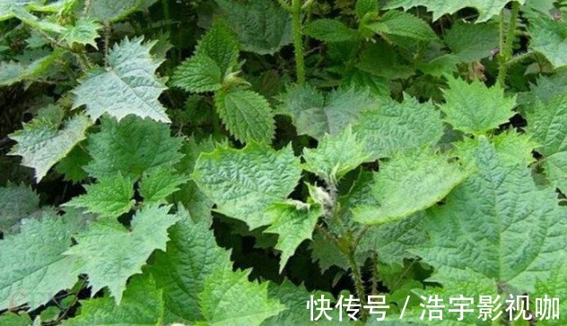 荨麻|农村有一种草叫咬人草,跟活辣子一样,但是对风湿和高血压很管用