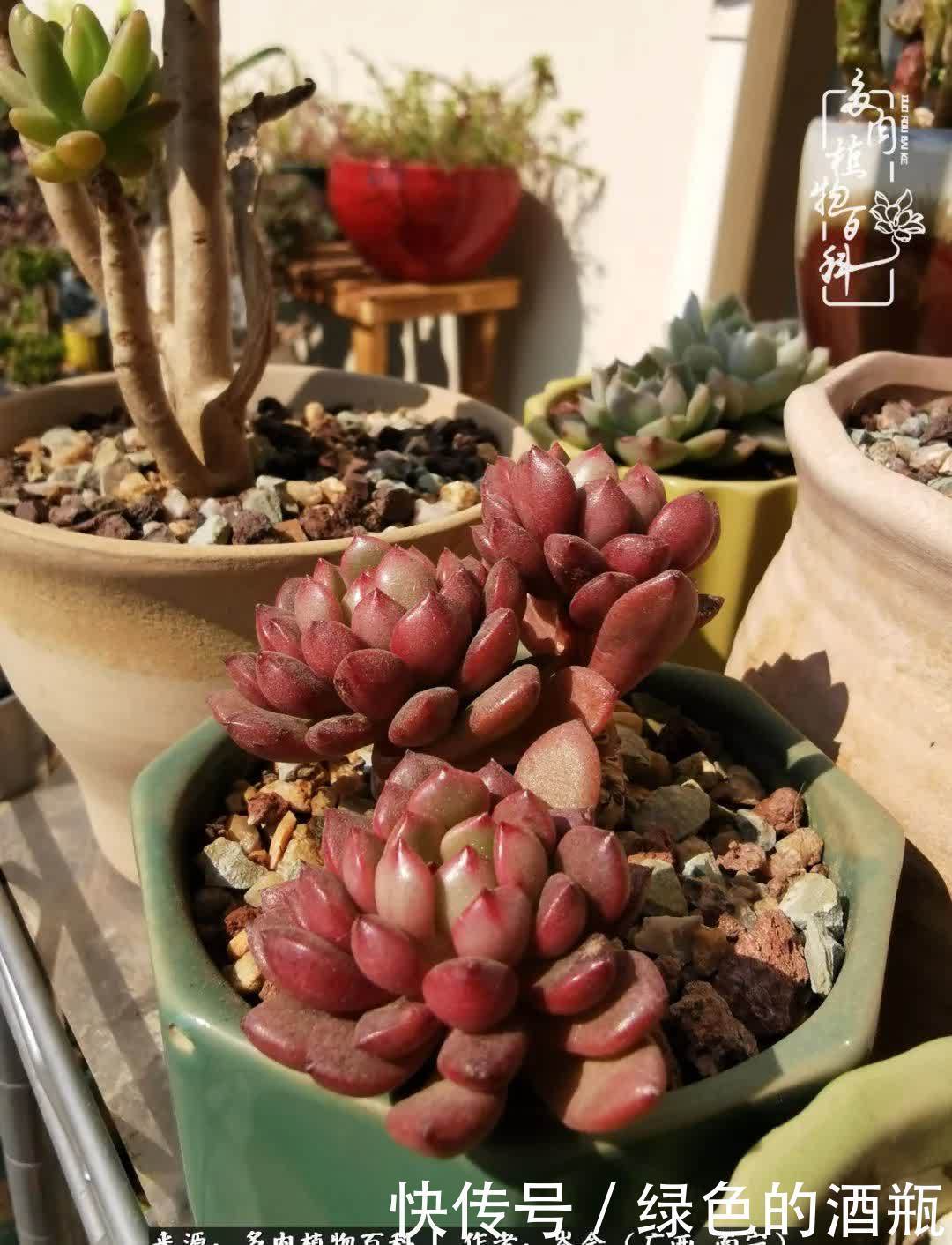 无关利益，不计得失，多肉给了我不一样的感受温暖的方式