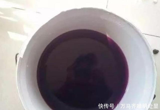 家里的“3种药片”,拿来养花,根系健康更壮,真是“好宝贝”