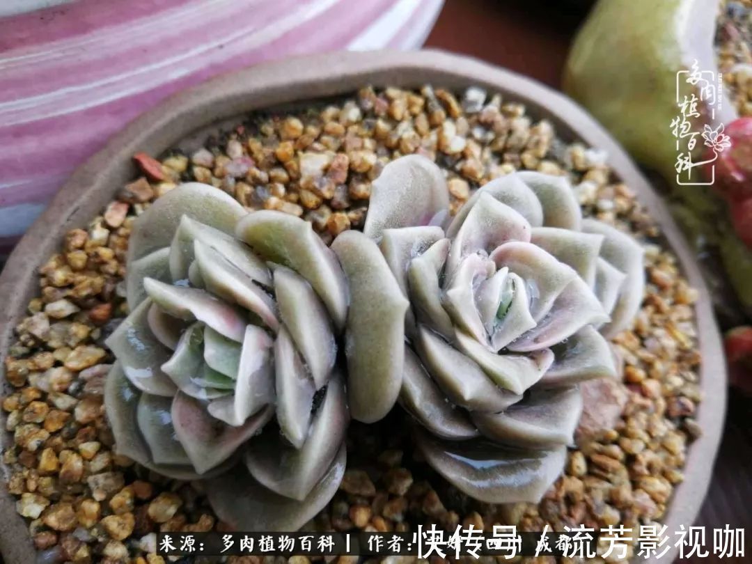 多肉|人生有时候就像多肉,不是不出彩,只是经历的时光还不够!