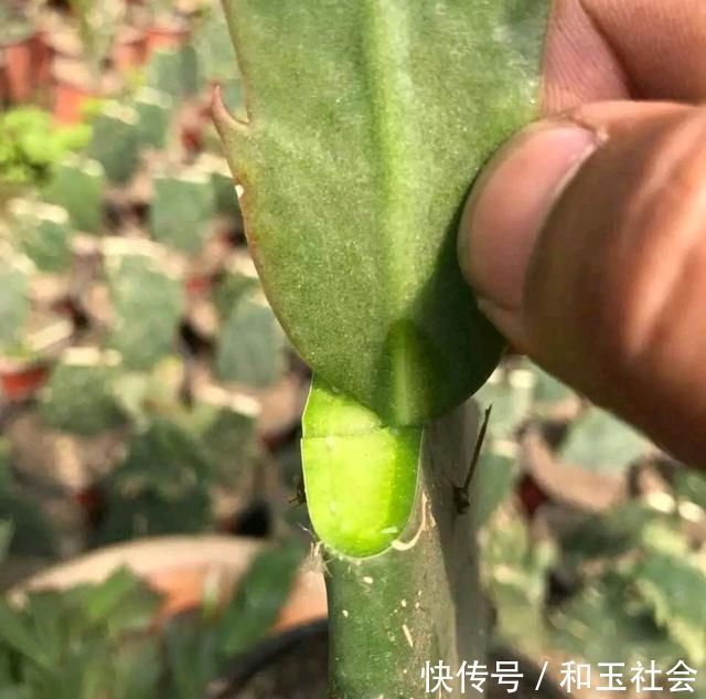 仙人掌嫁接蟹爪兰总是失败5个嫁接妙招不掌握,嫁接一株死一株