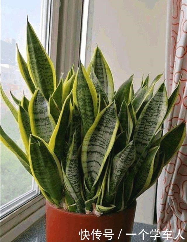 这3种花可以放在房间里面,听说对睡眠有好处!