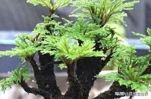 植物|这三种植物最适合做“盆景”，高端上档次，有钱人的最爱