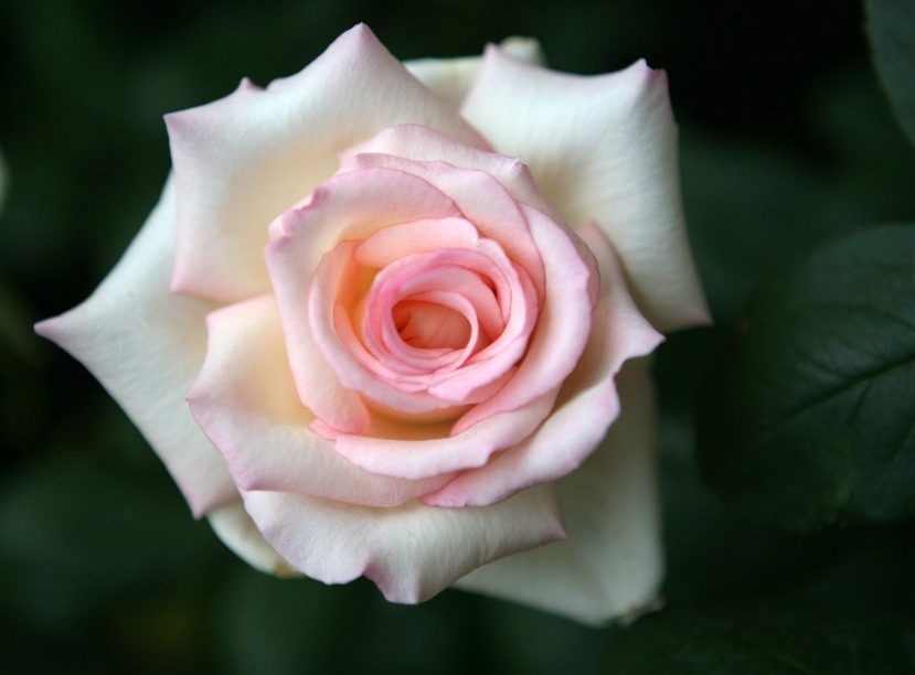 养花|“珍品玫瑰”清澄,花团锦簇,四季常开,可以说养花必备