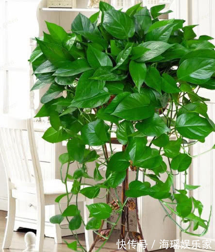 关键|想要绿萝、吊兰长得绿油油,爆成绿瀑布,做好关键这点就够了!