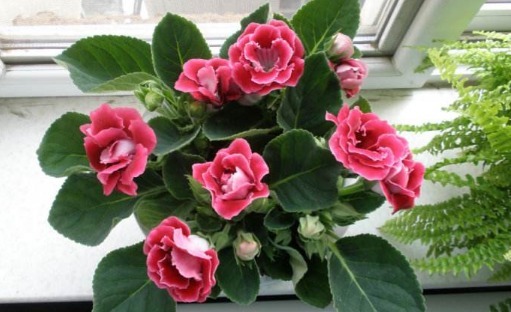 养盆大岩桐,养护记住以下3个小技巧,长得旺,轻松一盆变多盆