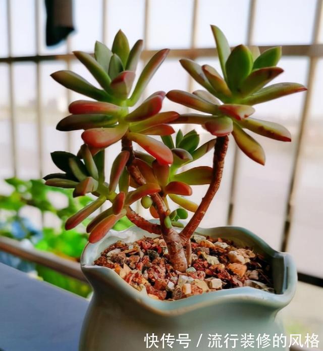 恢复|徒长的多肉是怎么恢复的？秋天你可以试试这2种方法