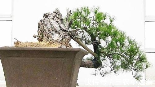 壤土|马尾松盆景怎么种植 马尾松盆景制作方法和注意事项