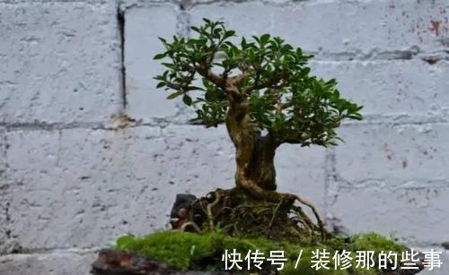 个性|破壶烂瓦做盆,每一个都破出了个性