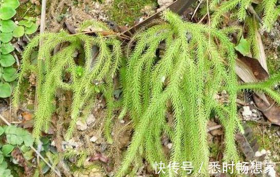 身体不适|农村俗称“伸筋草”的植物,全身长毛,能驱寒祛湿, 药用价值高