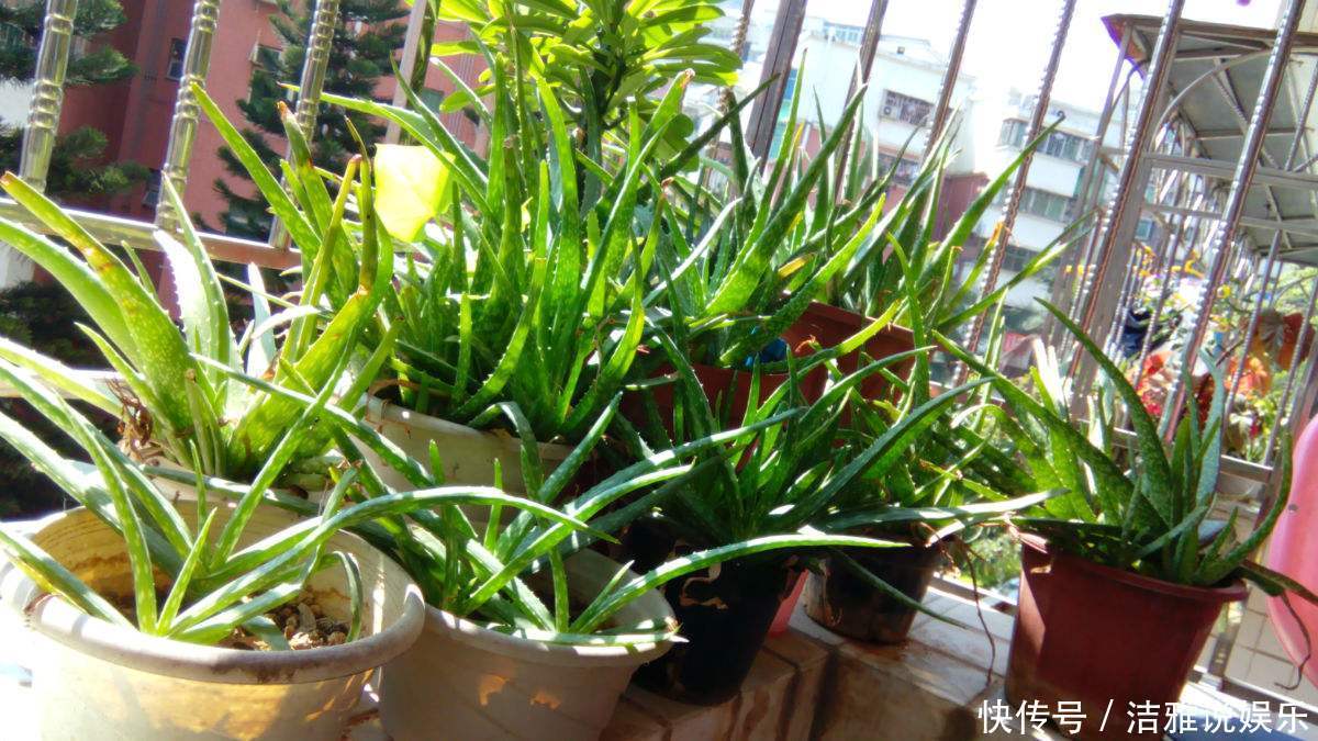 甲醛|这三种花,虽然”丑“,但却能“镇宅”,还能吸收甲醛,值得养!