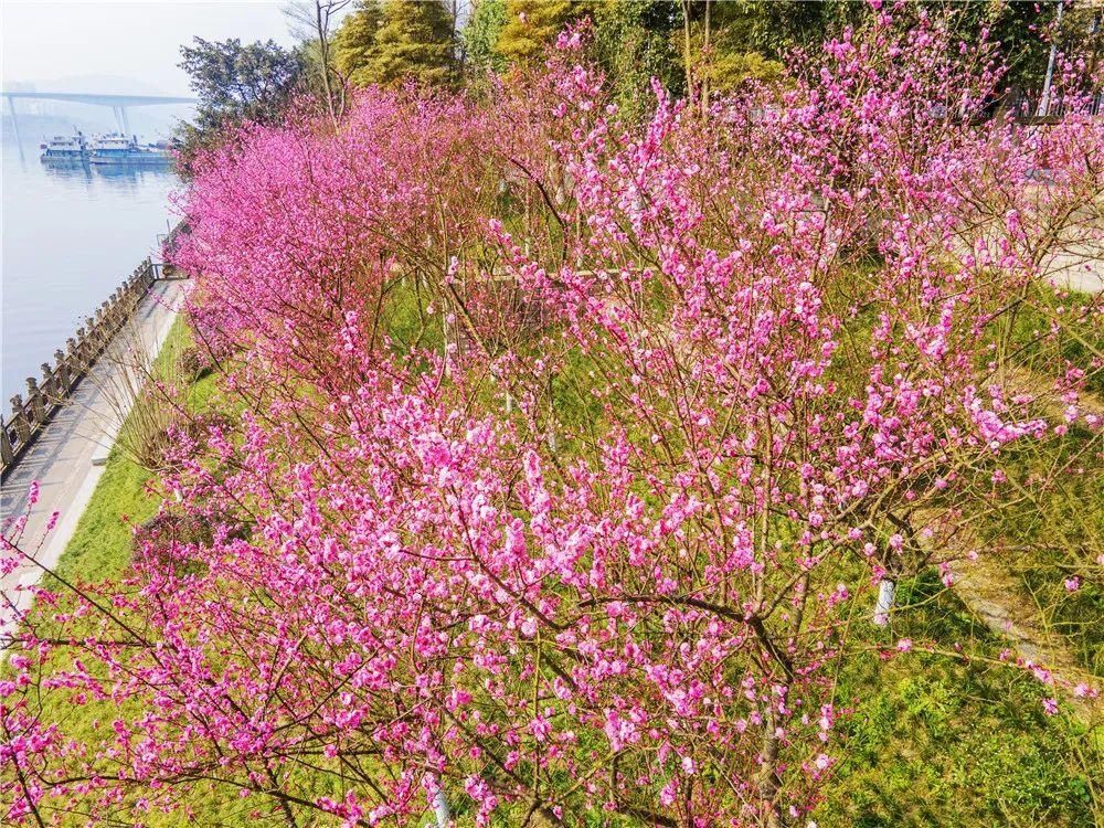 江城满屏花海！静待文明的你