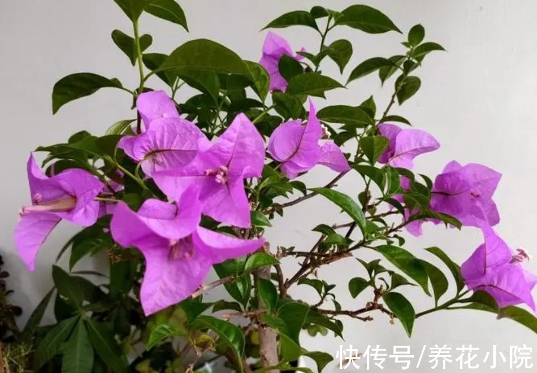 多肉植物|天冷6种花要“穷养”，少水少肥有利过冬，春天长得旺