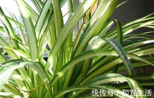家里养这几款植物,娇小不占地,财源滚滚来,懂花的人都在养
