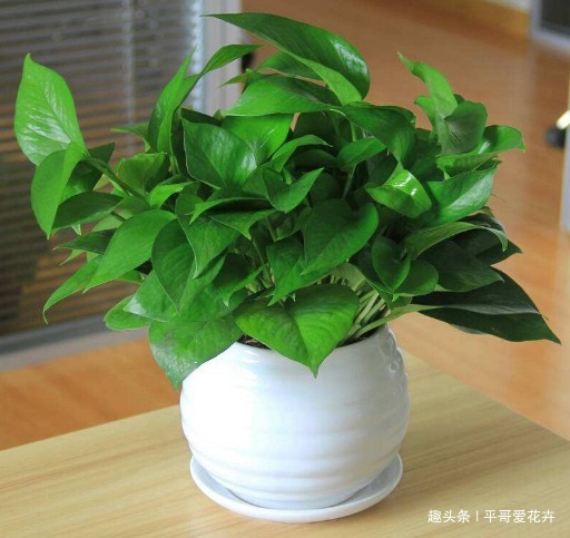 绿萝黄叶怎么办及时用上“1种水”,叶片油绿有光泽,真管用