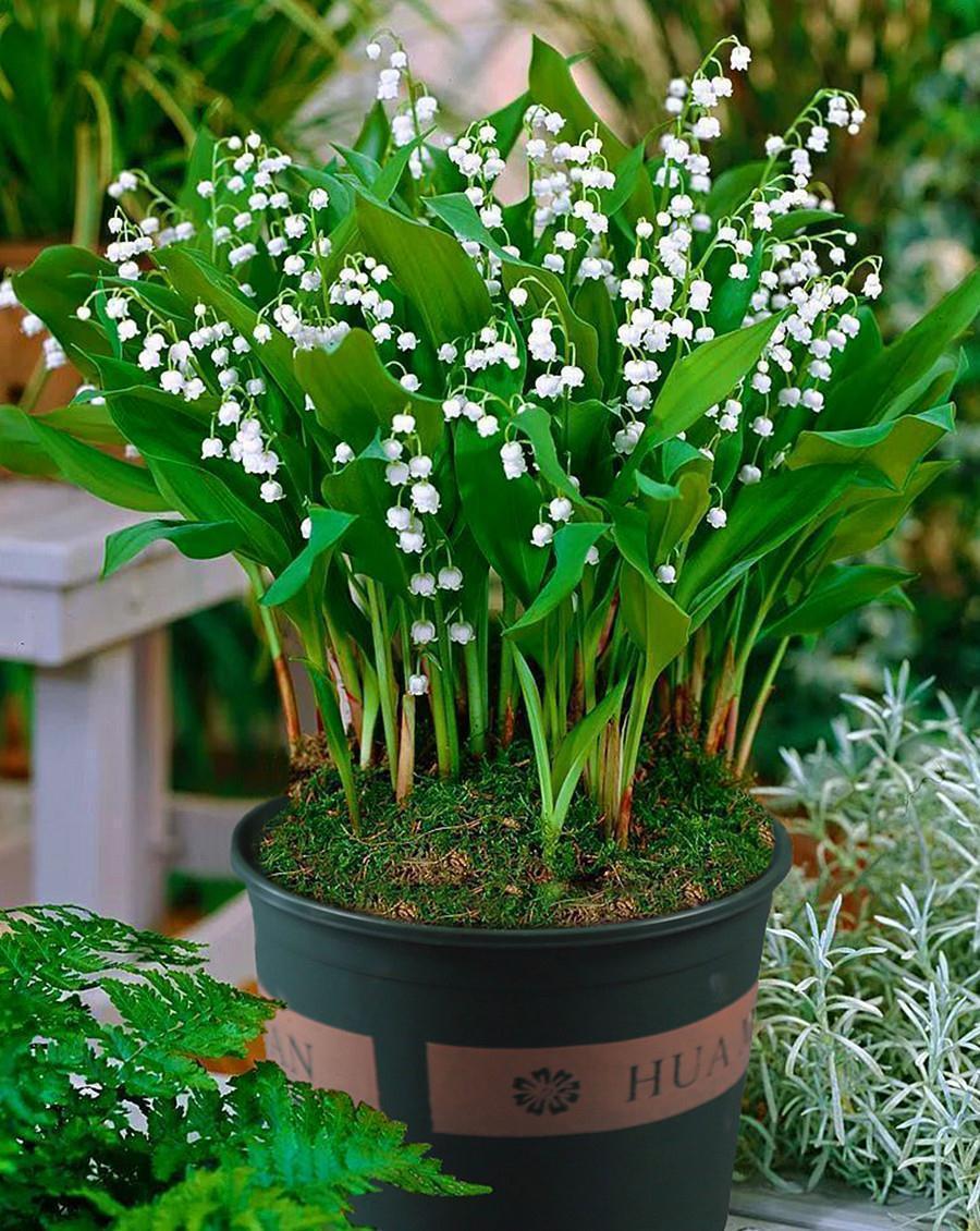 “10种花”好养又漂亮,有点散光就“生长”,花叶俱美,富贵大气