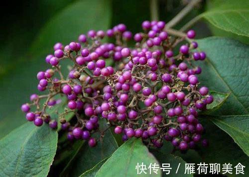 慢性肝病|10味名字带“草”的中药,是治肝病的良将!(涨知识)