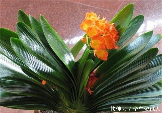 惹的祸|君子兰不开花,原来是“这”惹的祸!赶紧纠正,很快就有花可赏!