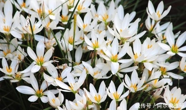 球根|5种春植球根花卉正当时,今年夏天花开不断