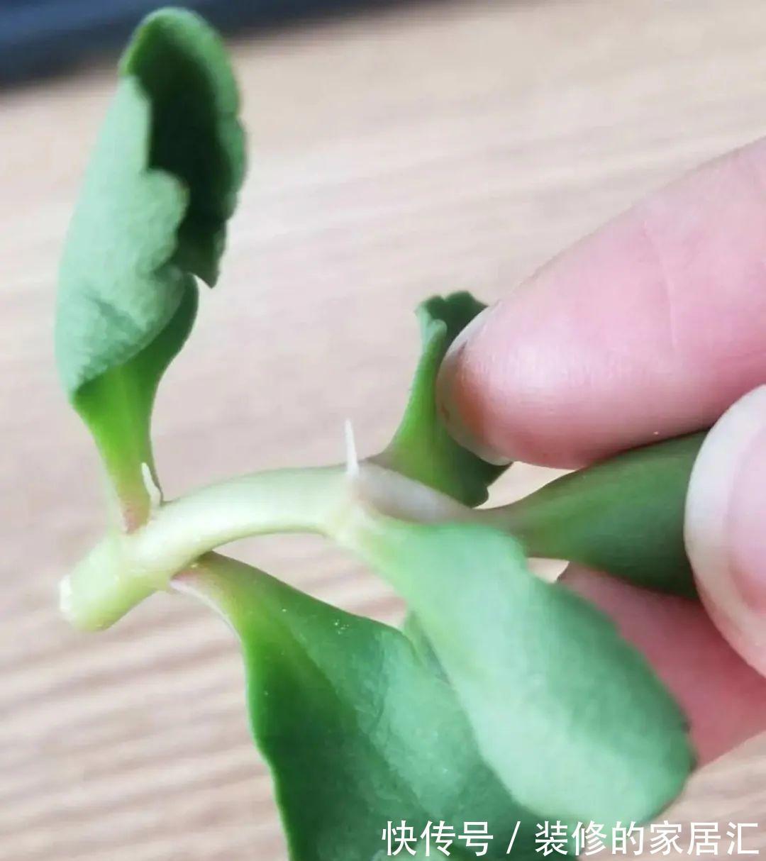 枝条|6种花别养老桩，越老越不开花，赶紧扦插备份
