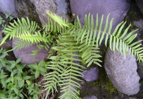 泡酒|农村常见的一种“吸毒”野草,泡酒服用,祛风活血能治跌打损伤